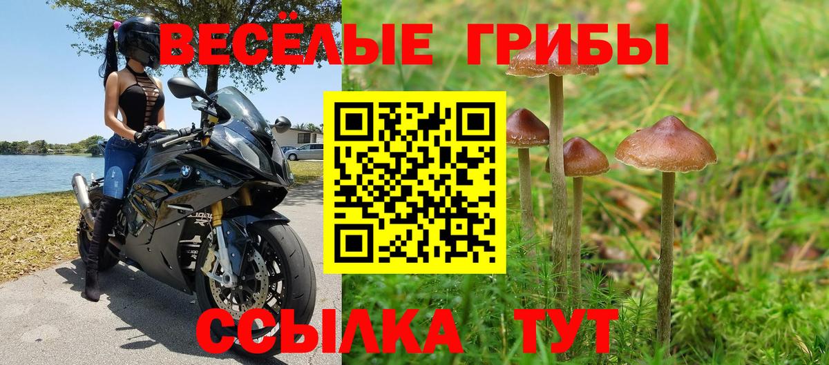 Псилоцибиновые грибы Psilocybine cubensis Лесозаводск
